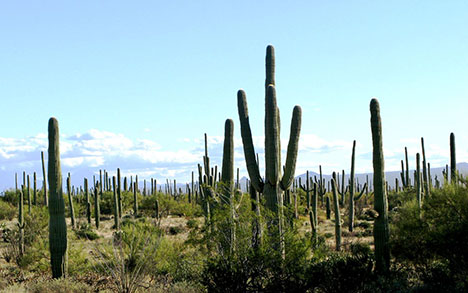 Saguaro-cactus-4534.jpg